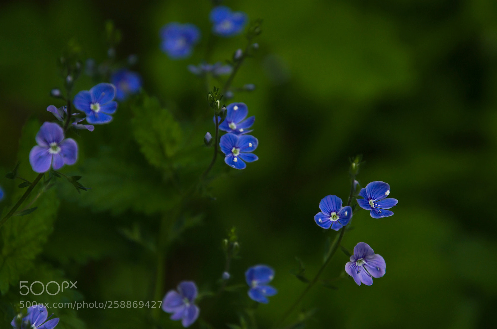 Nikon D7000 sample photo. Blue eyes. Синие глазки. photography