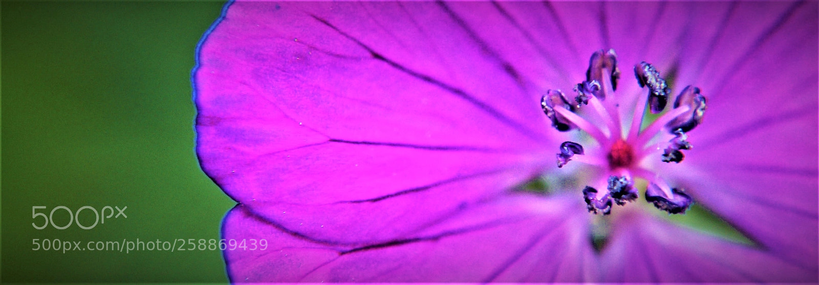 Panasonic Lumix DMC-G3 sample photo. Purple flower photography