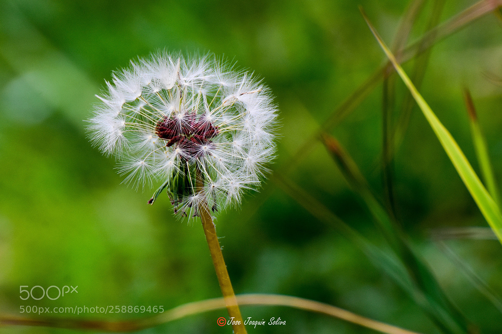 Nikon D7200 sample photo. Angelitos photography