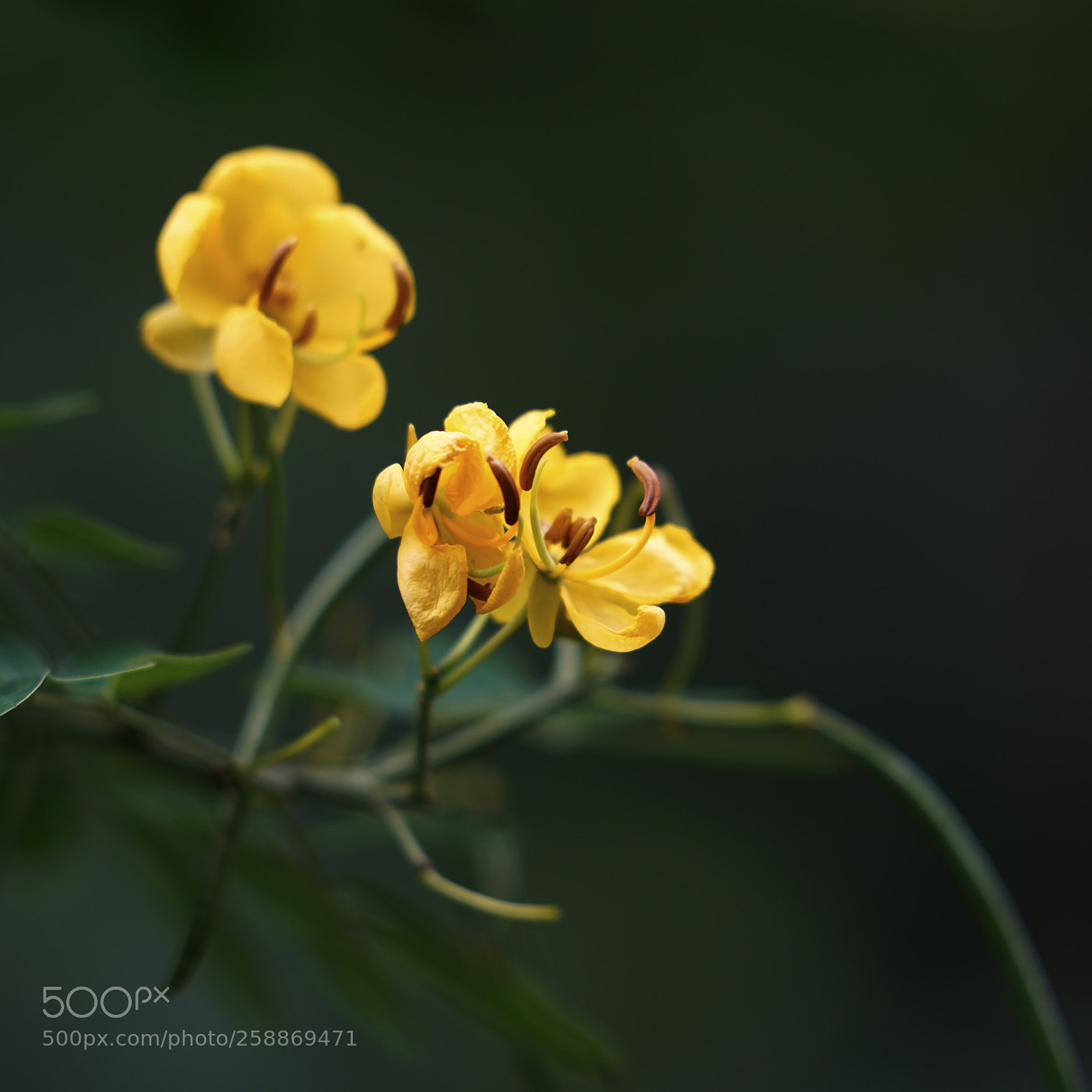 Sony a7R II sample photo. Flower photography