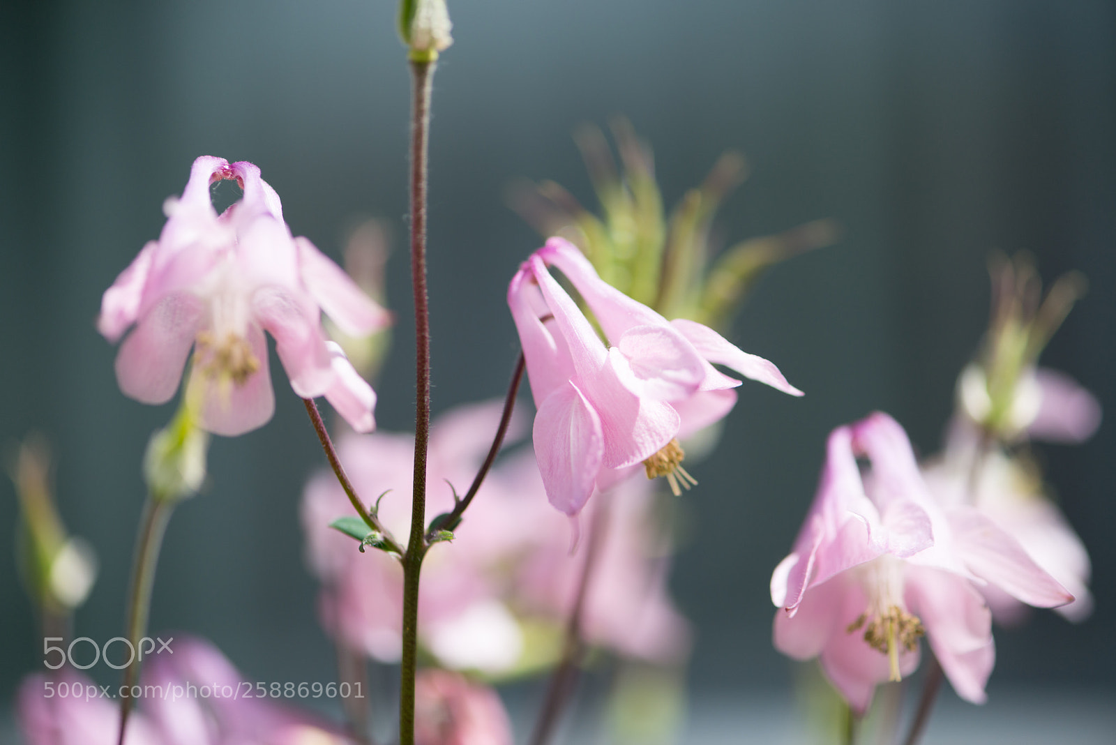 Nikon D800E sample photo. Untitled photography