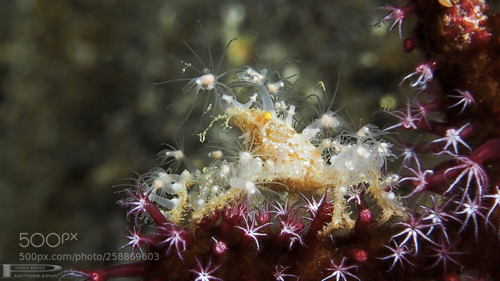 Olympus OM-D E-M1 sample photo. V crab photography