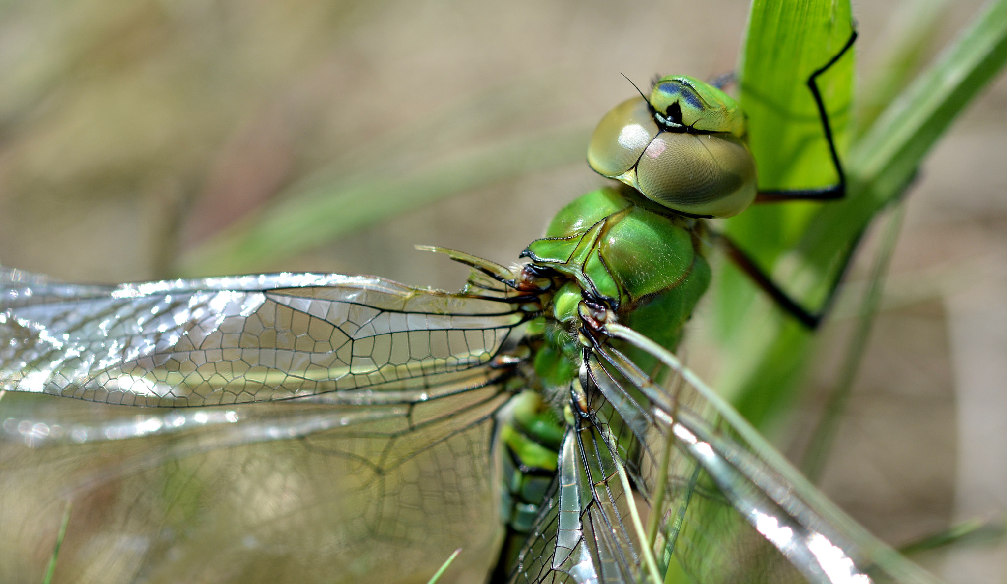 Sigma 105mm F2.8 EX DG OS HSM sample photo. Anax empereur photography
