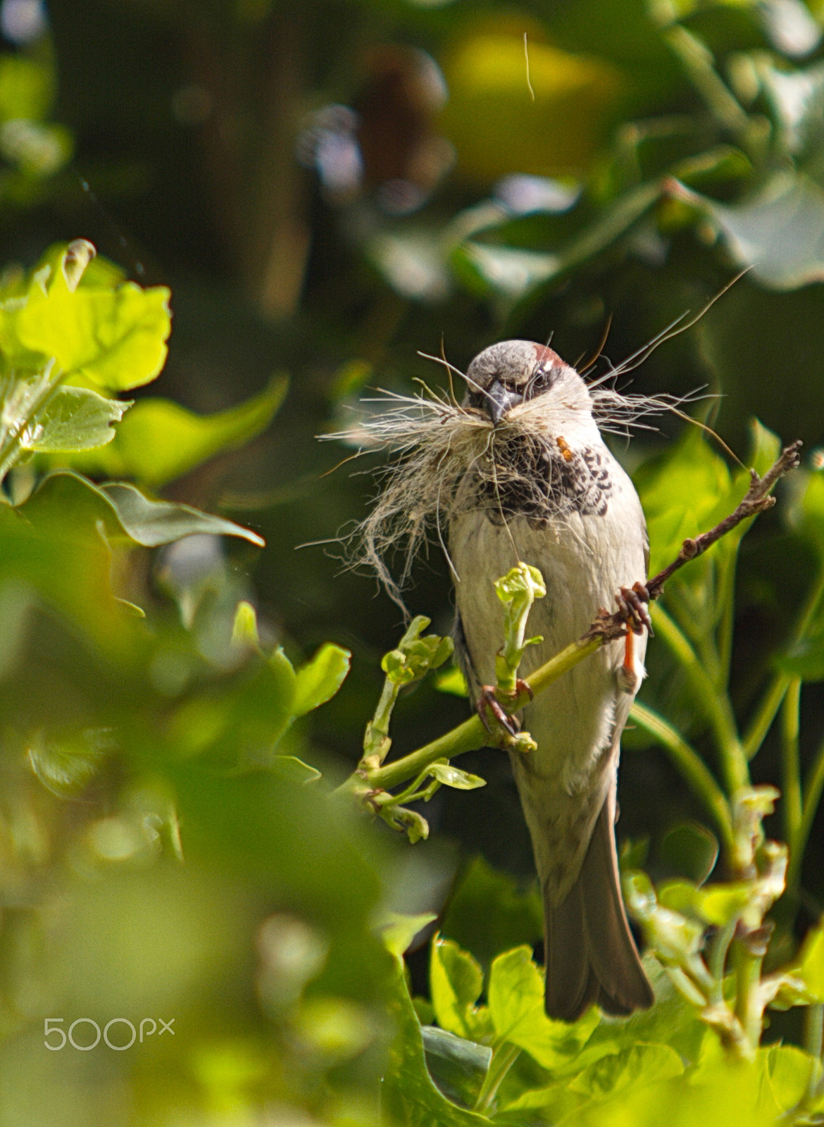 Canon EOS 7D + Sigma 70-200mm F2.8 EX DG OS HSM sample photo. Img photography