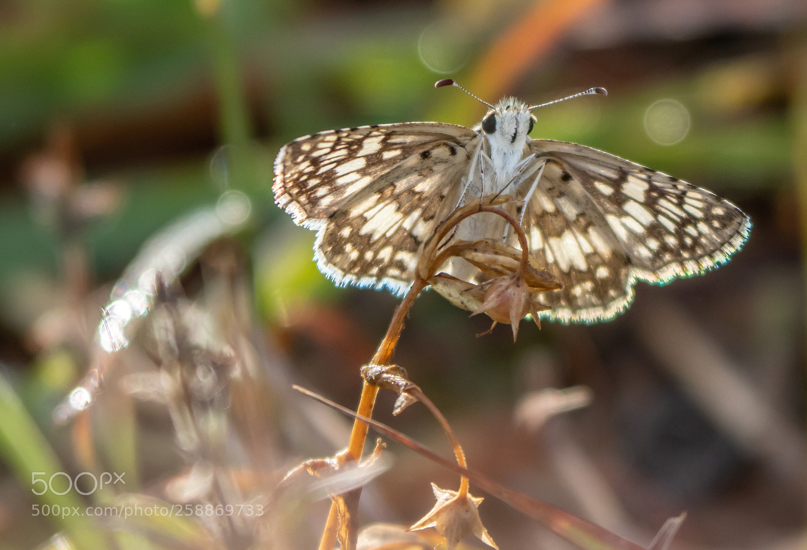 Olympus OM-D E-M1 Mark II sample photo. Butterfly photography