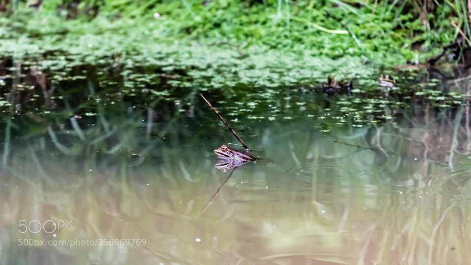Nikon D5500 sample photo. Frog photography