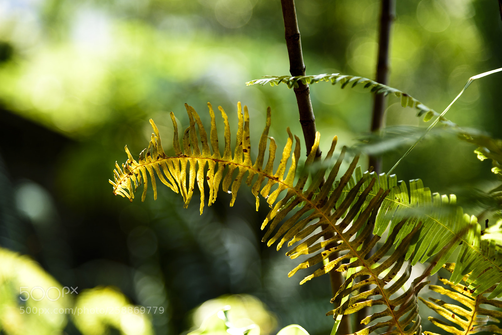 Nikon D750 sample photo. Untitled photography