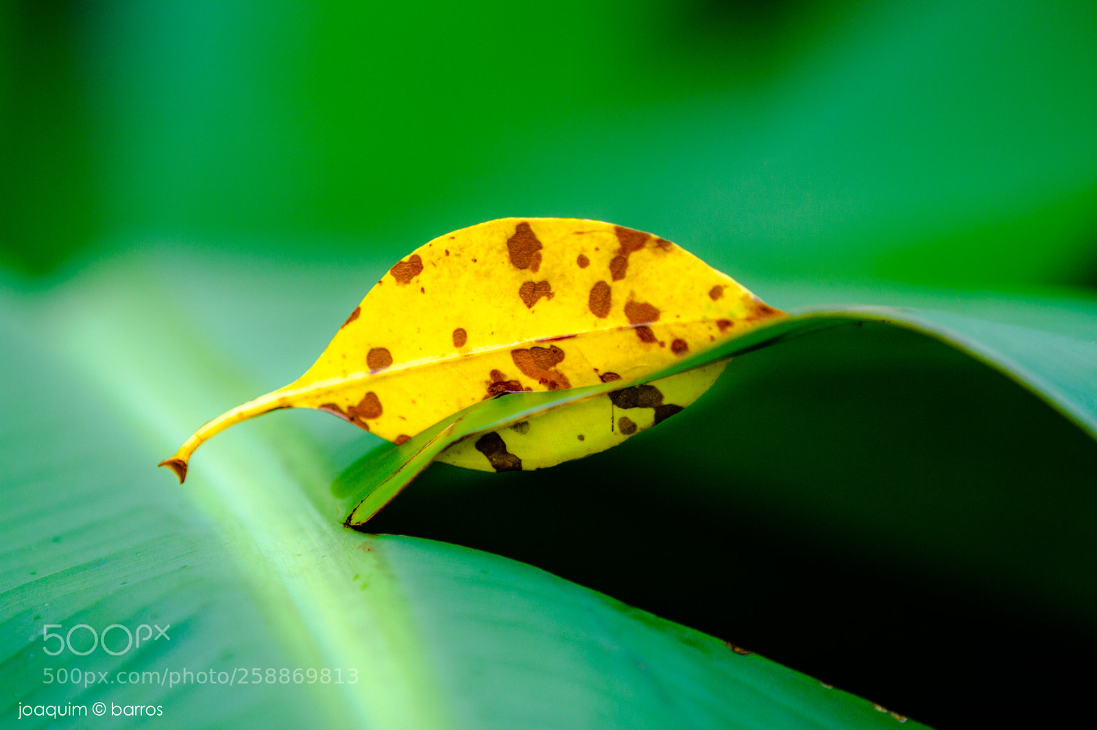 Canon EOS 7D sample photo. Sliced photography