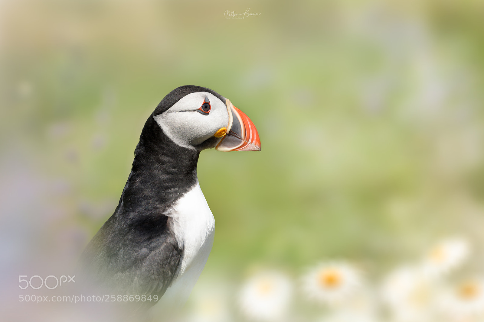 Nikon D850 sample photo. Skomer puffin photography
