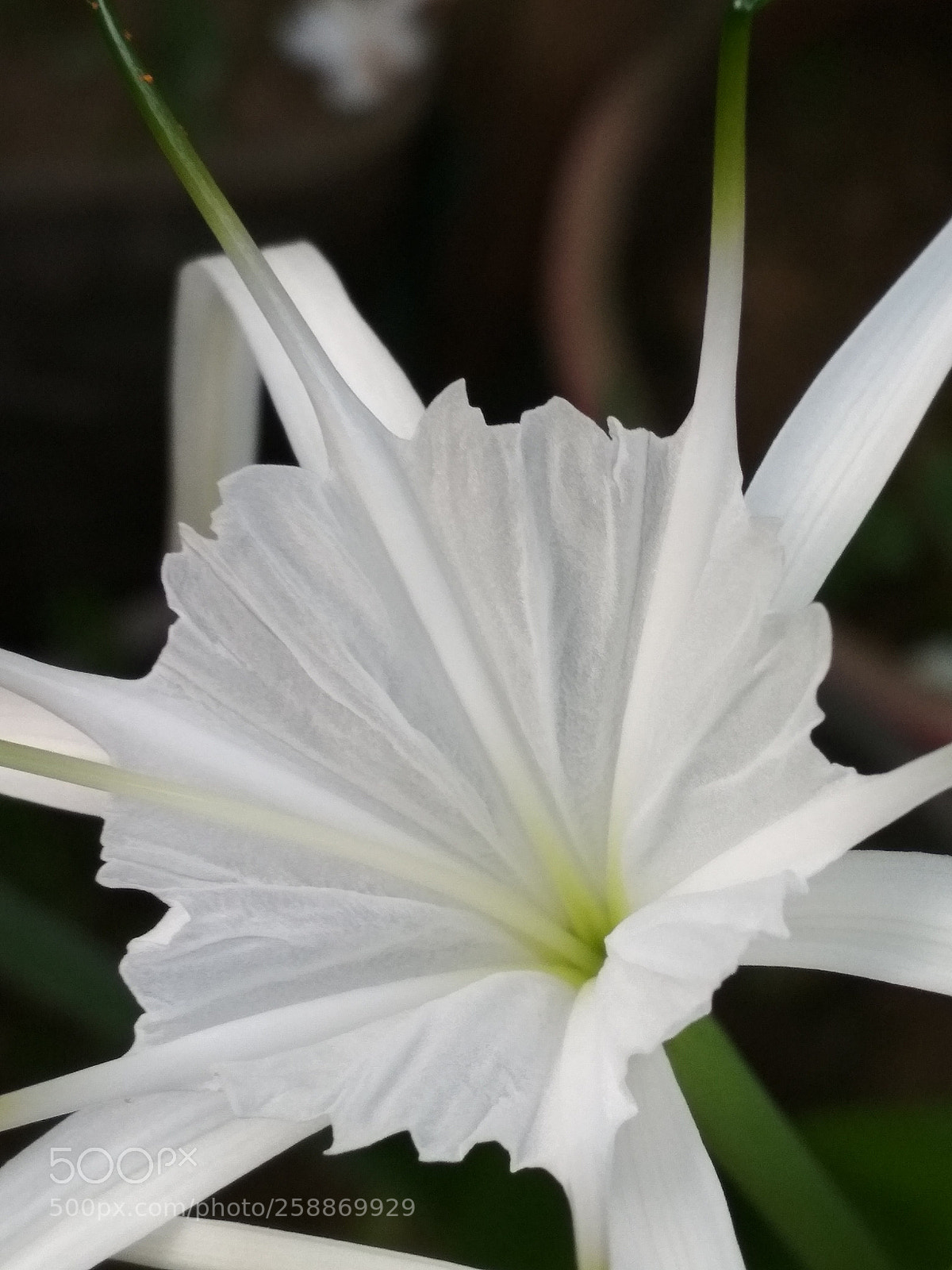 Xiaomi Redmi 4X sample photo. Spider plant photography