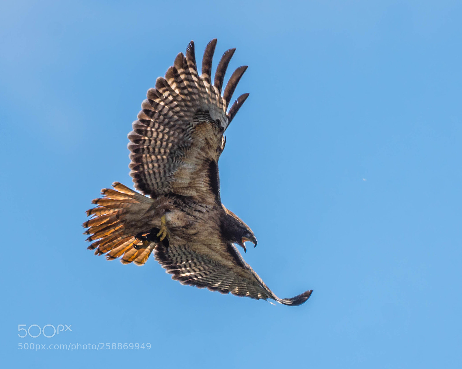 Nikon D7200 sample photo. Red tail hawk photography