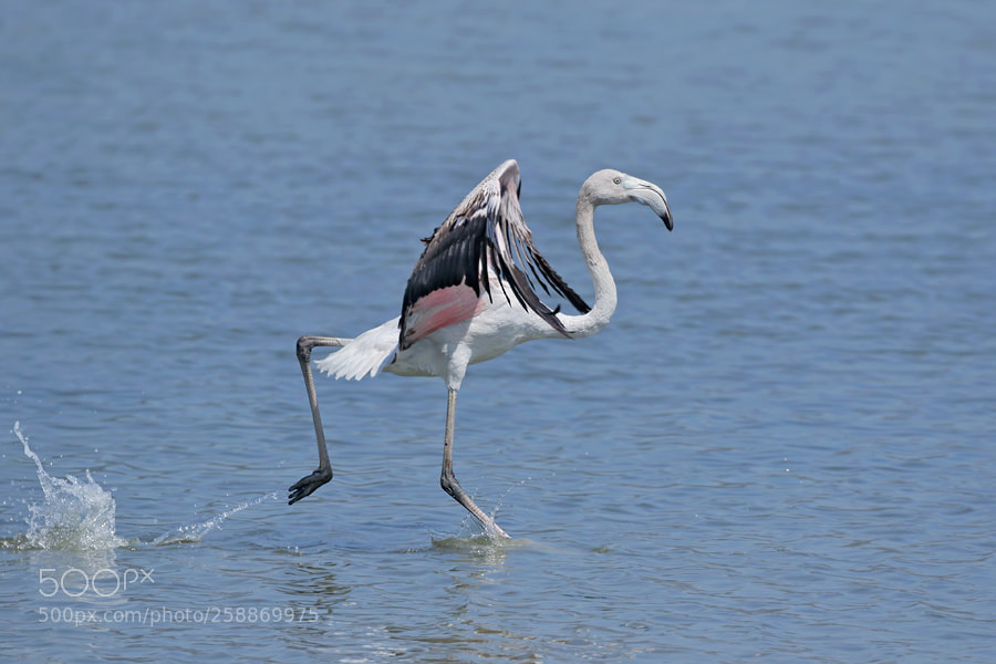 Canon EOS 7D Mark II sample photo. Flamingo photography