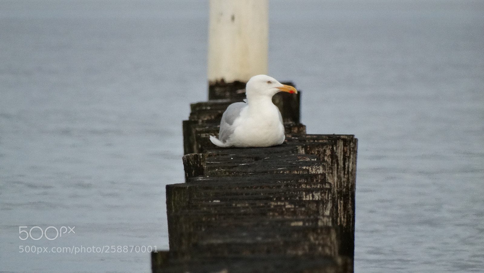 Sony Cyber-shot DSC-HX300 sample photo. Relaxed seagull photography