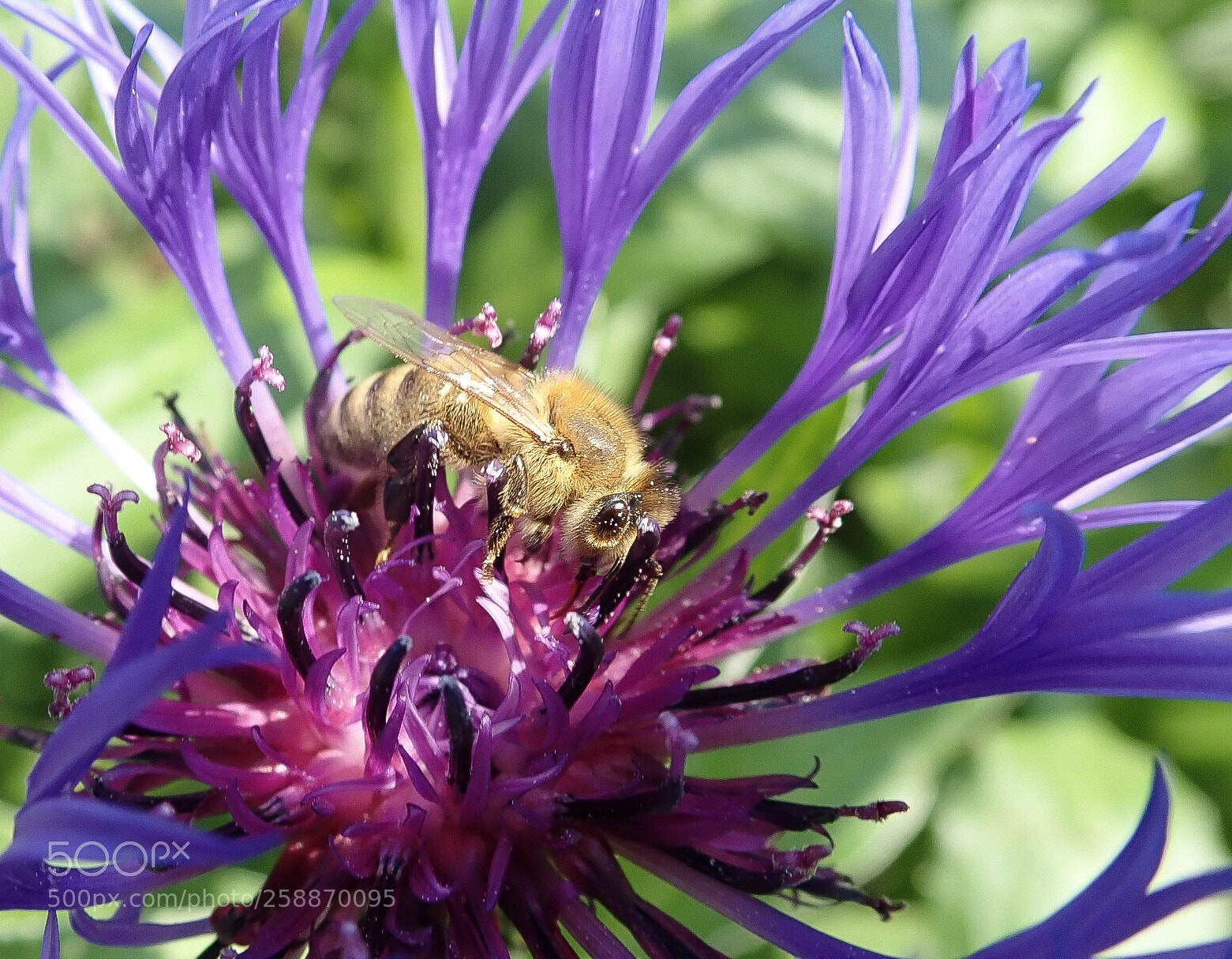 Olympus TG-5 sample photo. The flower and the photography