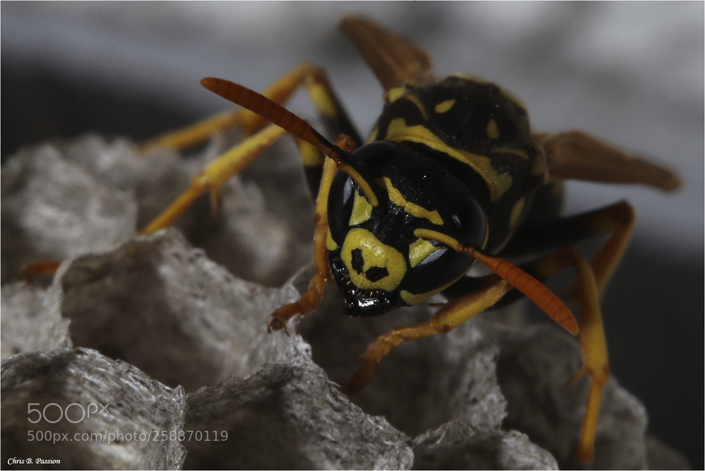Canon EOS 6D sample photo. Wasps photography