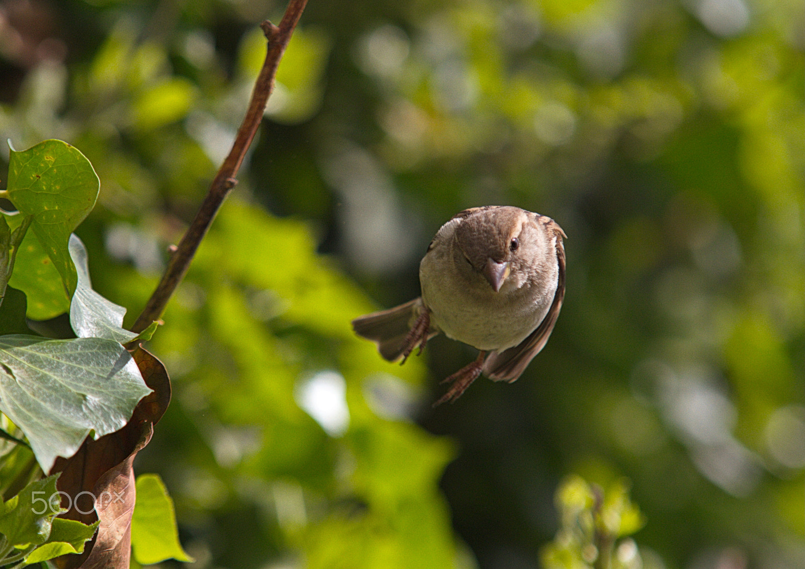 Sigma 70-200mm F2.8 EX DG OS HSM sample photo. Img photography