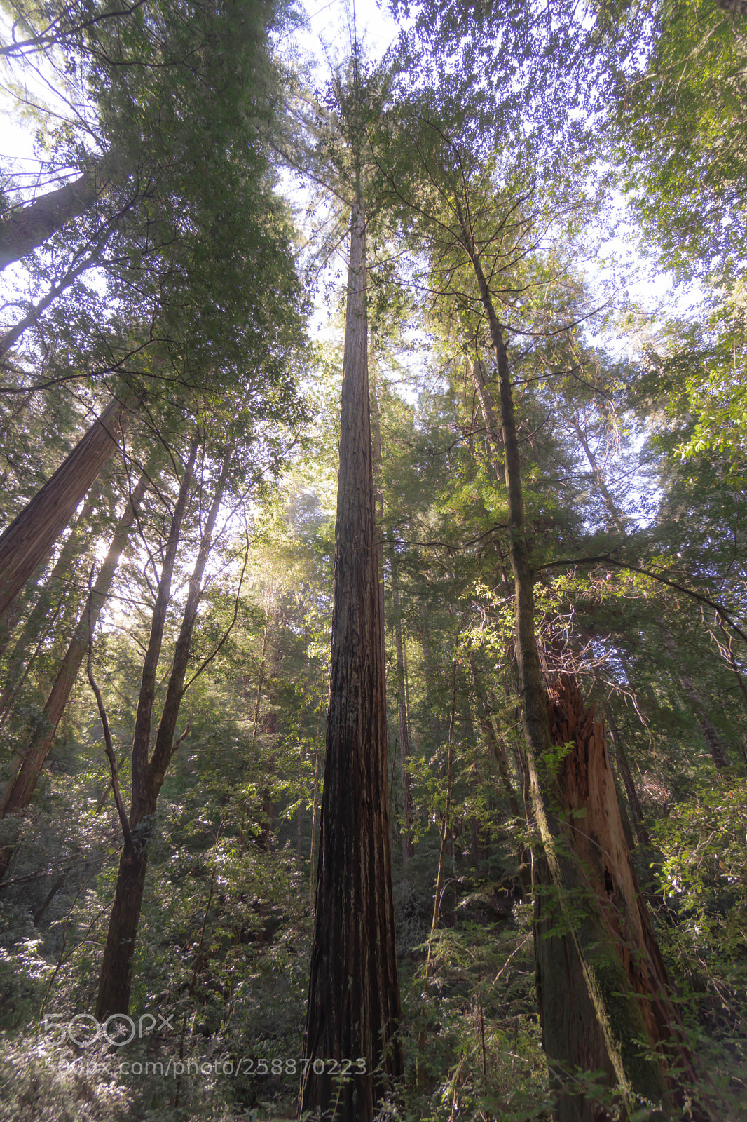 Sony a6300 sample photo. Redwood photography