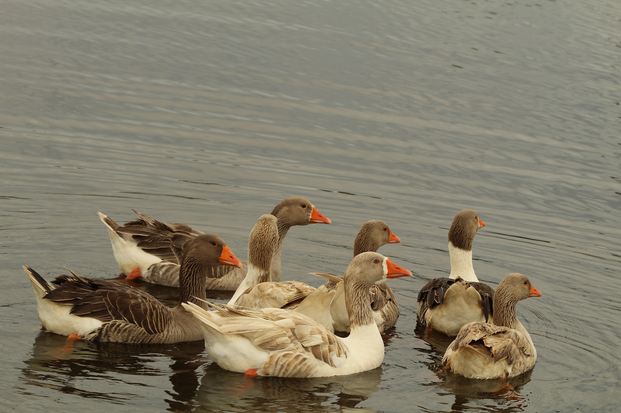 Canon EOS 1300D (EOS Rebel T6 / EOS Kiss X80) sample photo. Geese guardians photography