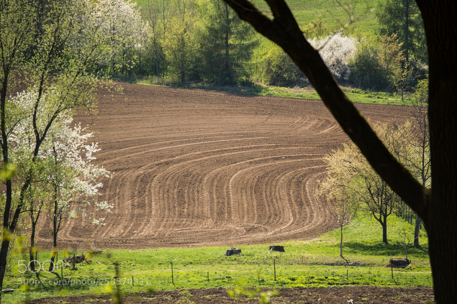 Nikon D3200 sample photo. Through the tree photography