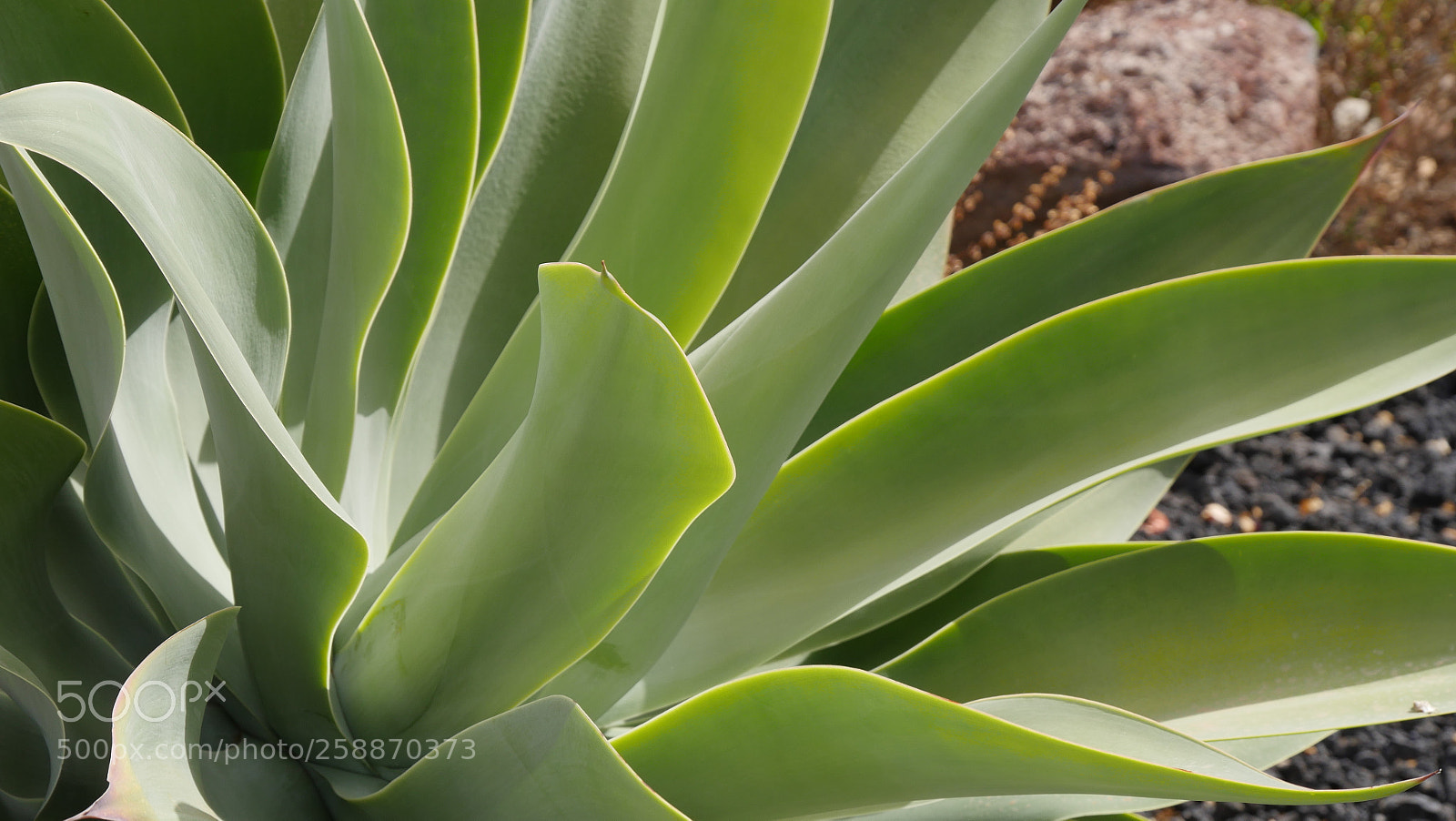 Panasonic Lumix DMC-GX8 sample photo. Aloe vera photography