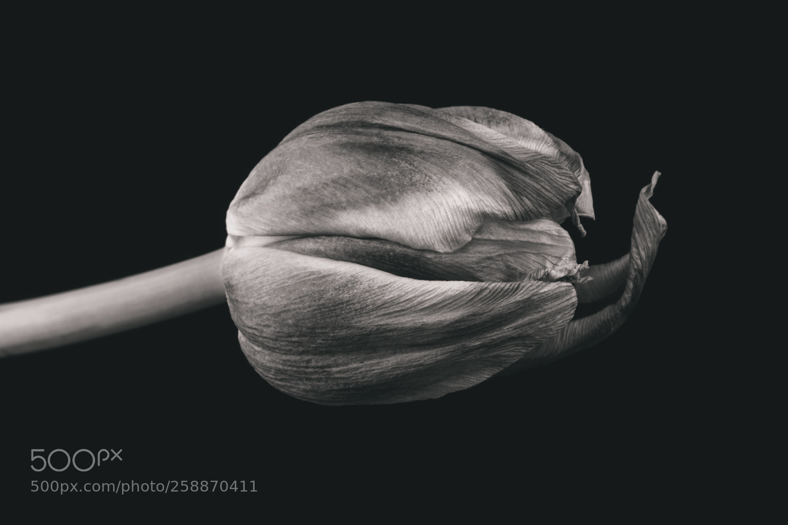 Canon EOS 6D Mark II sample photo. Tulip nr x photography