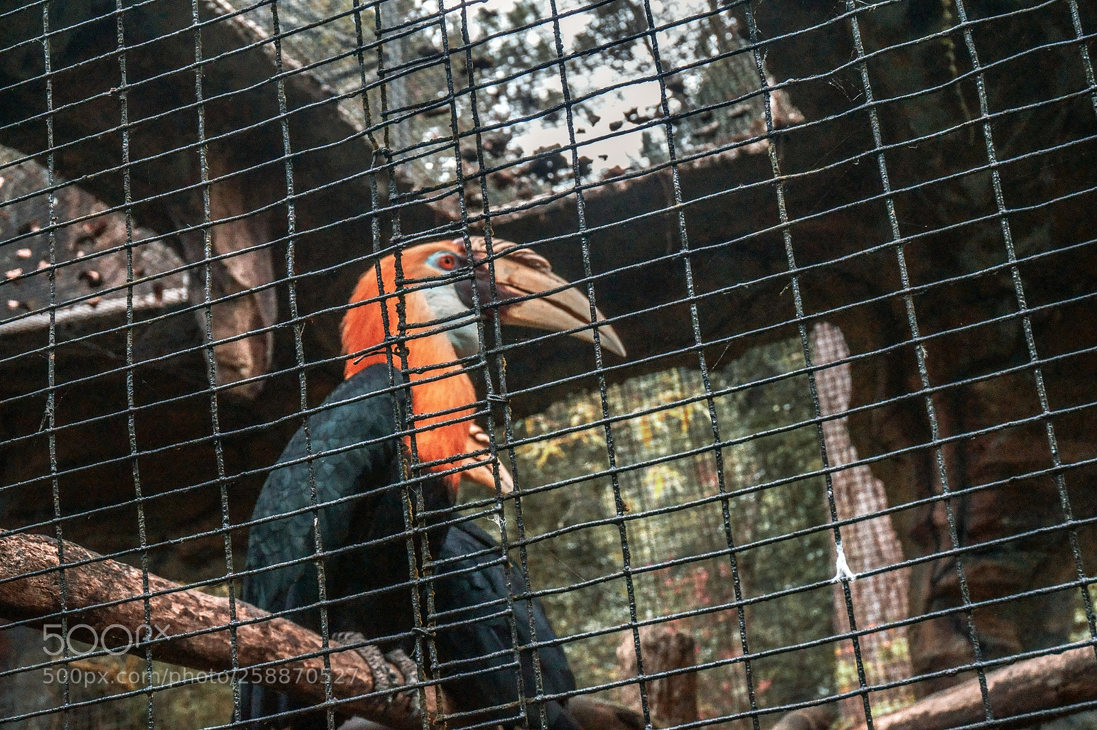 Sony Alpha a5000 (ILCE 5000) sample photo. Bird in cage photography