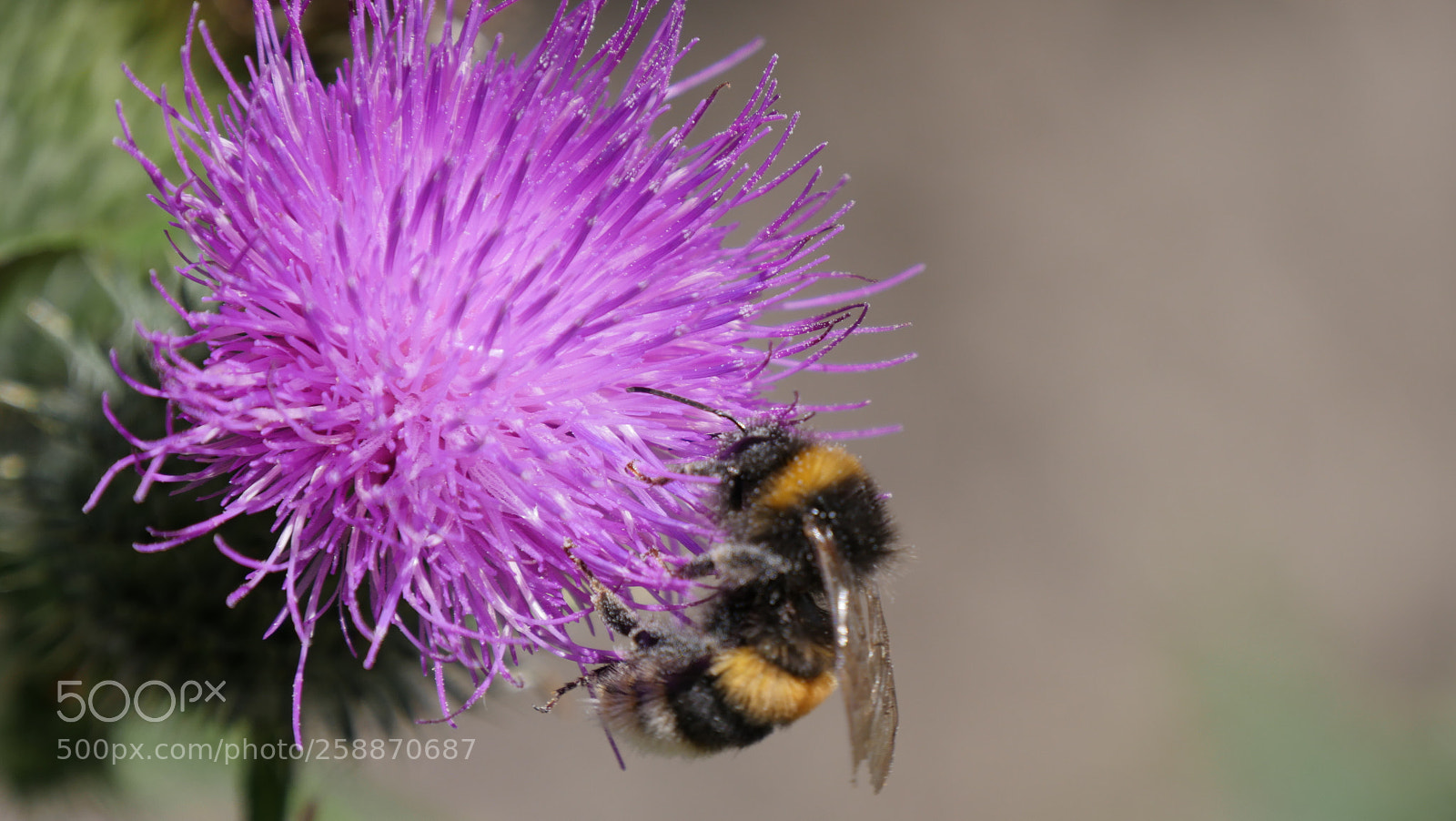 Panasonic Lumix DMC-GX8 sample photo. Hummel photography