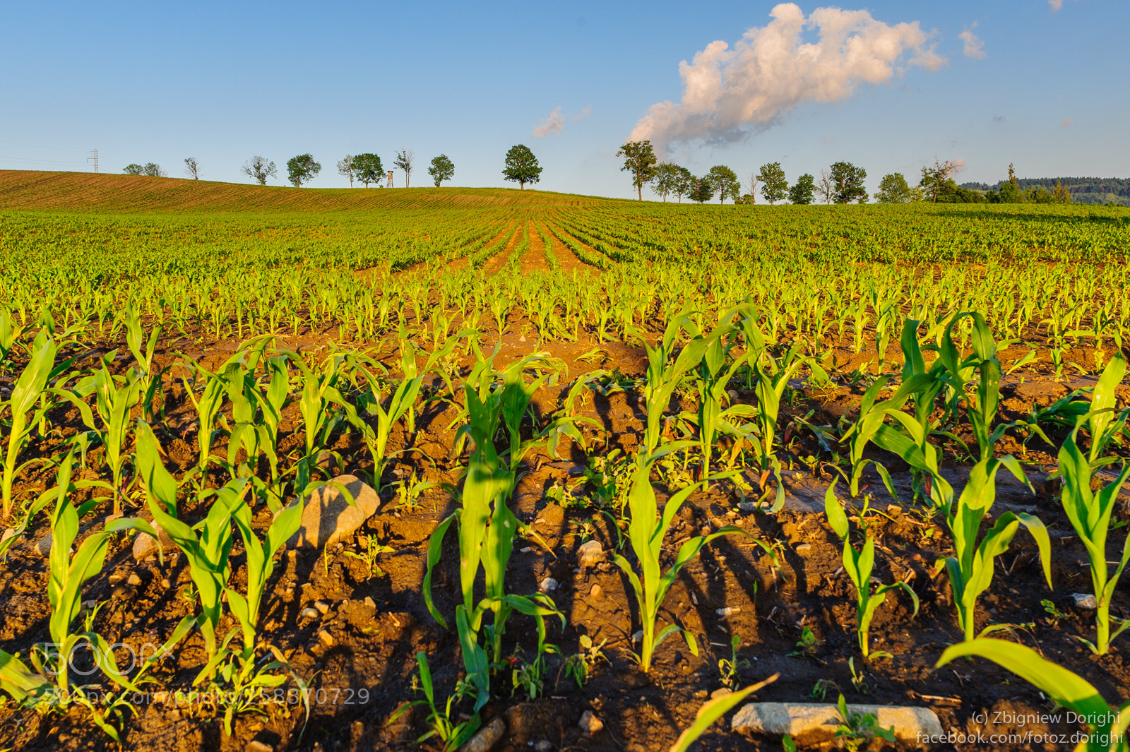 Nikon D700 sample photo. Corn field photography
