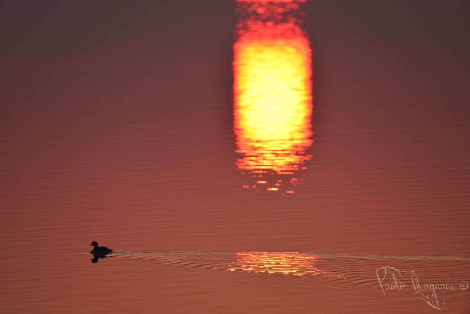 Nikon D800 + Sigma 150-600mm F5-6.3 DG OS HSM | C sample photo. Ravenna - ambiente photography