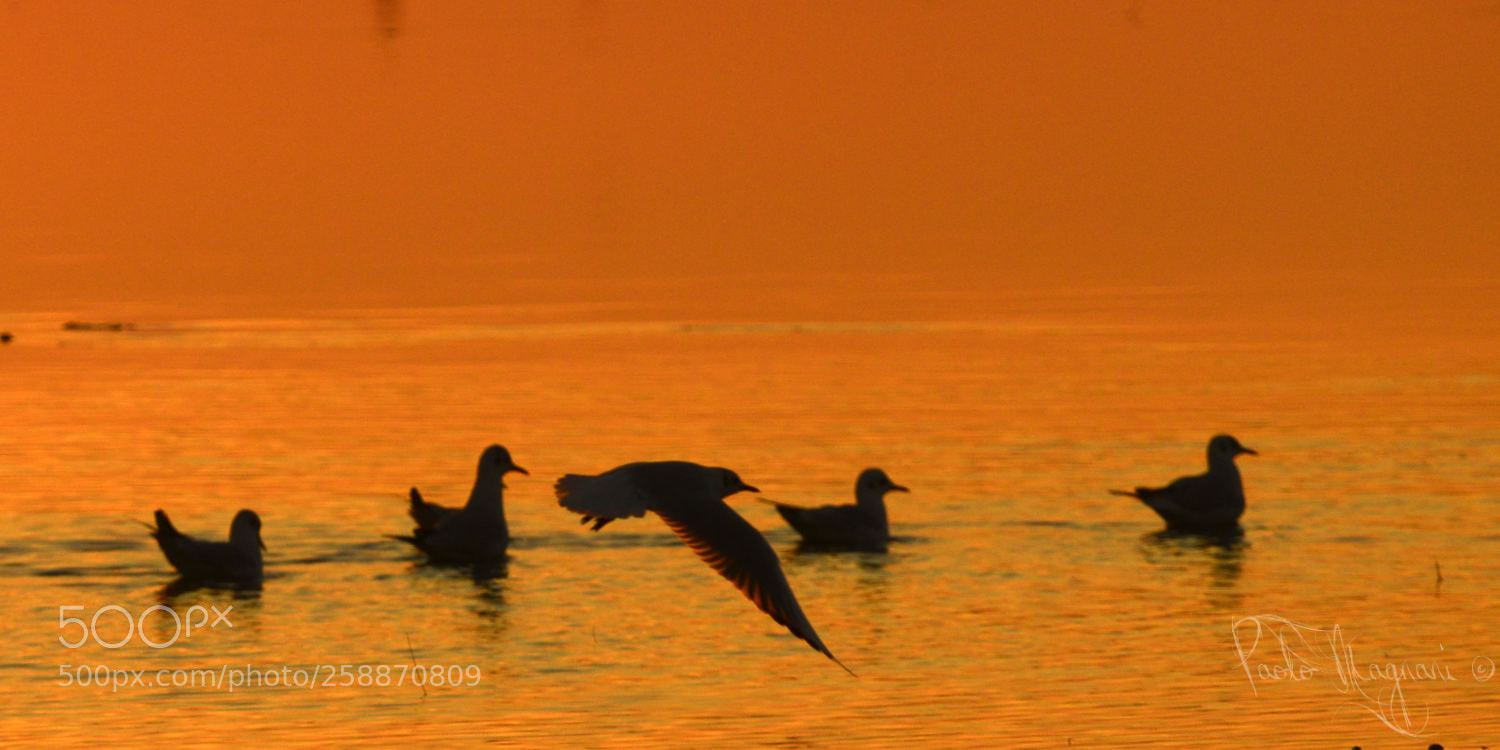 Nikon D800 sample photo. Ravenna - ambiente photography
