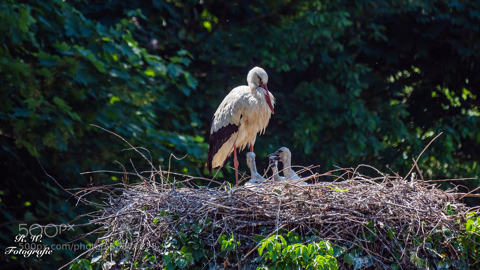 Panasonic Lumix DC-G9 sample photo. Storch mit nachwuchs photography