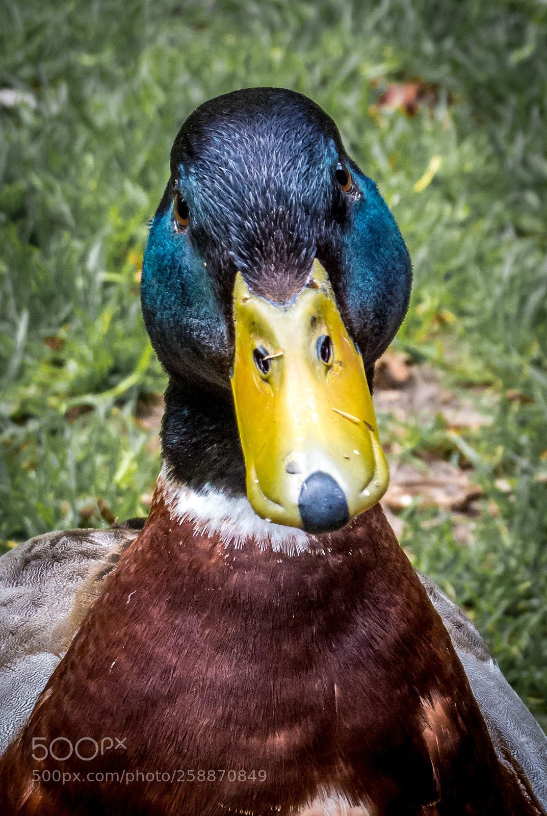 Canon PowerShot SX50 HS sample photo. Duck photography