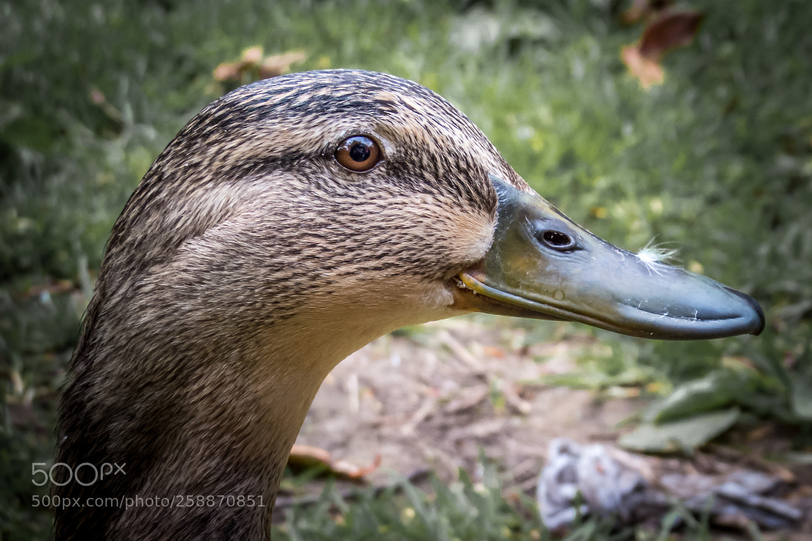 Canon PowerShot SX50 HS sample photo. Duck photography