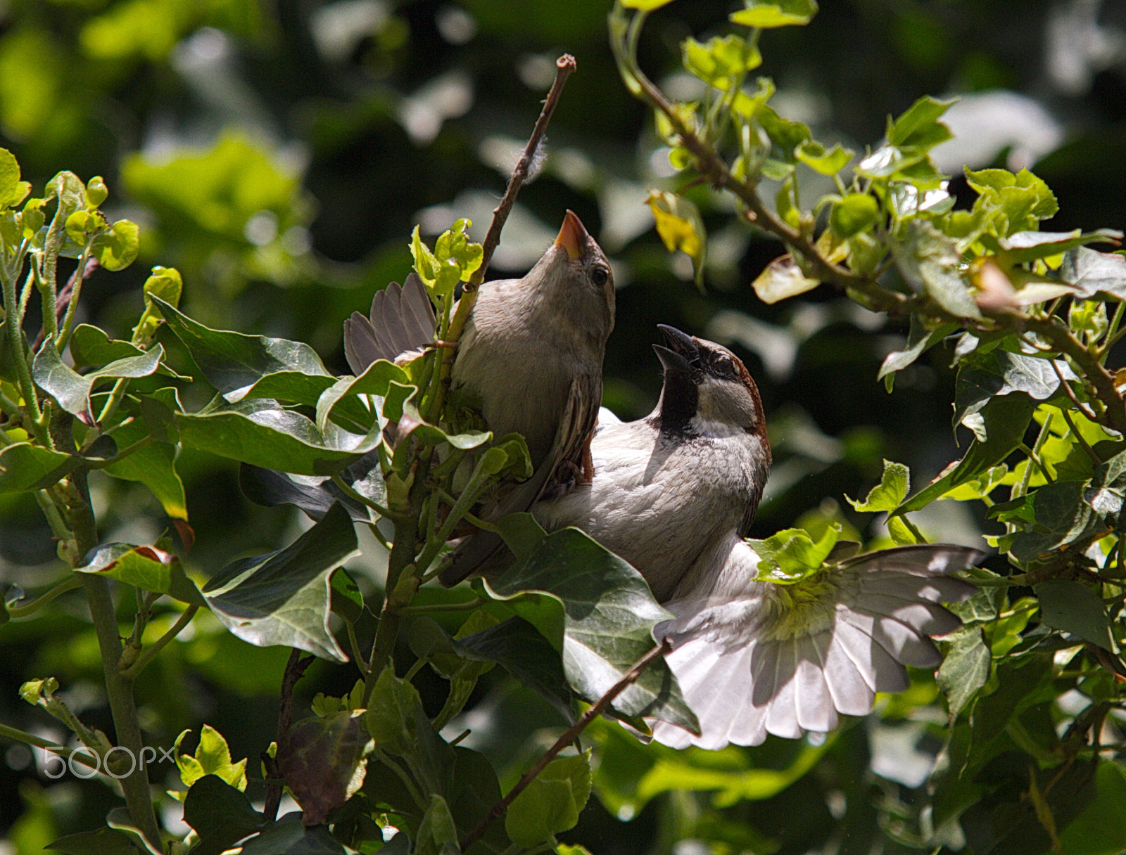 Canon EOS 7D + Sigma 70-200mm F2.8 EX DG OS HSM sample photo. Img photography