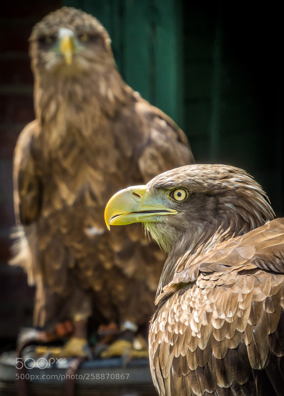 Canon PowerShot SX50 HS sample photo. Birds of prey photography