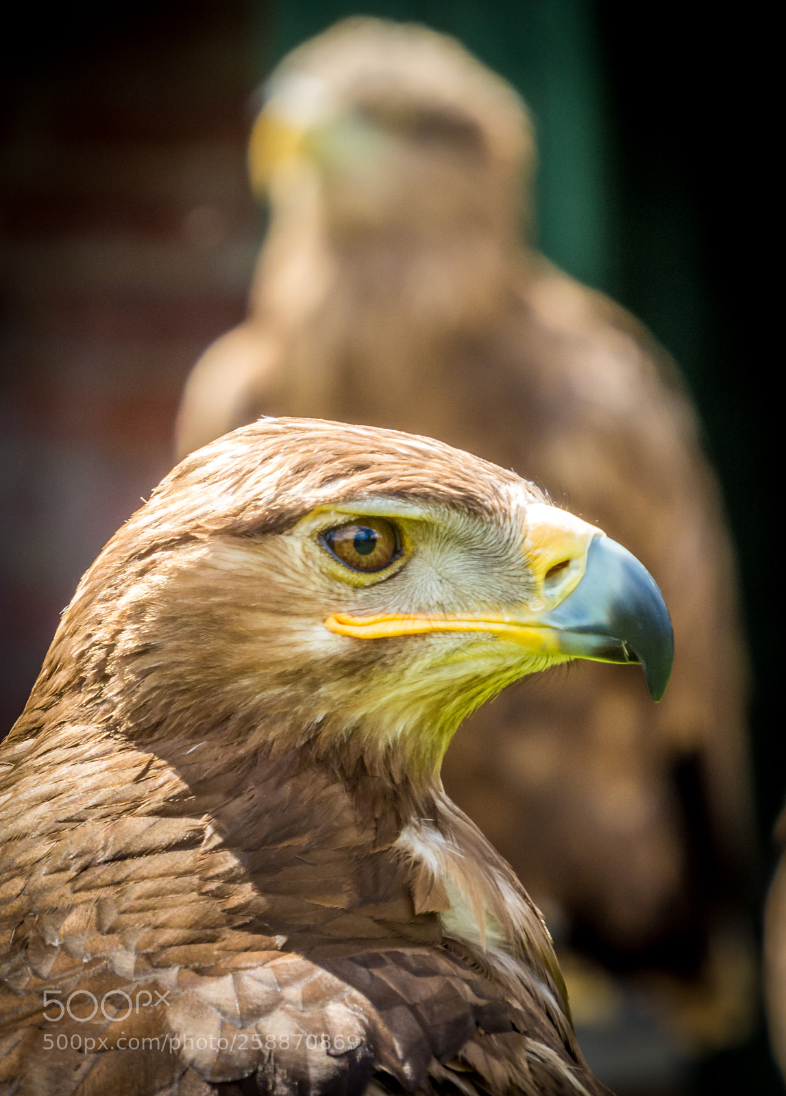 Canon PowerShot SX50 HS sample photo. Birds of prey photography