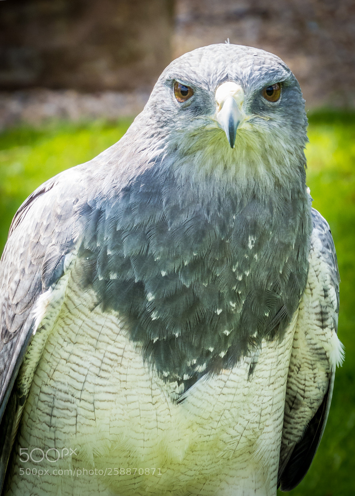 Canon PowerShot SX50 HS sample photo. Curious falcon photography