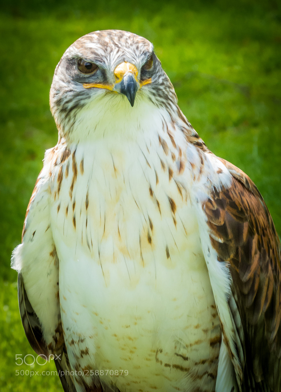 Canon PowerShot SX50 HS sample photo. Thirsk birds of prey photography