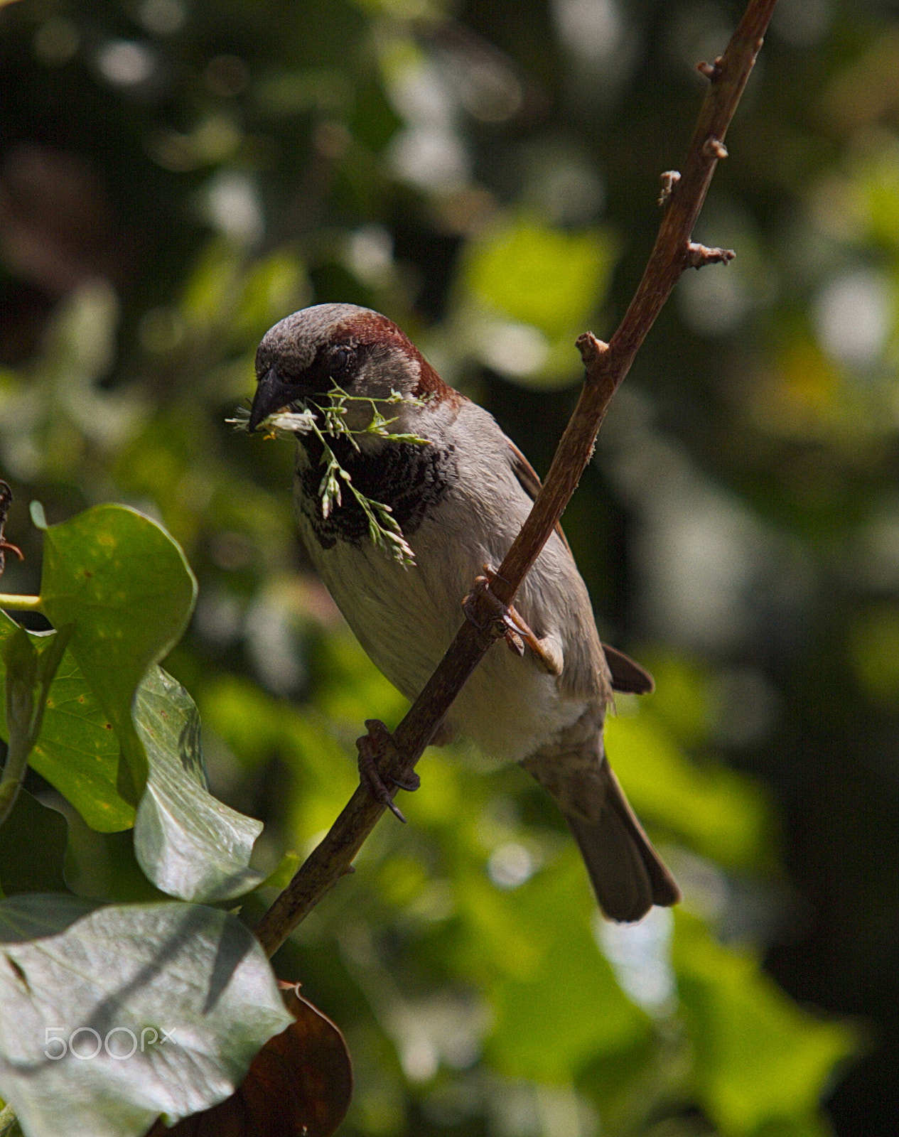 Sigma 70-200mm F2.8 EX DG OS HSM sample photo. Img photography