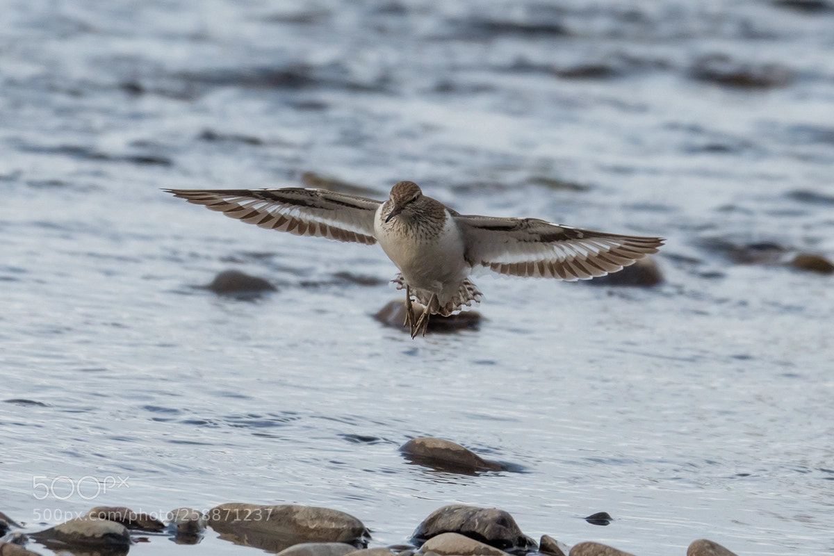 Nikon D500 sample photo. Wood sandpiper landing photography