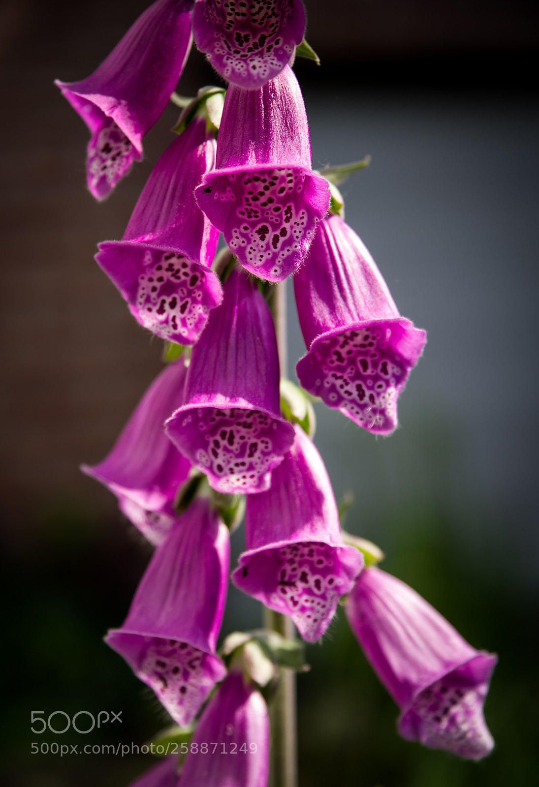 Pentax K-1 sample photo. Pink glöckchen photography