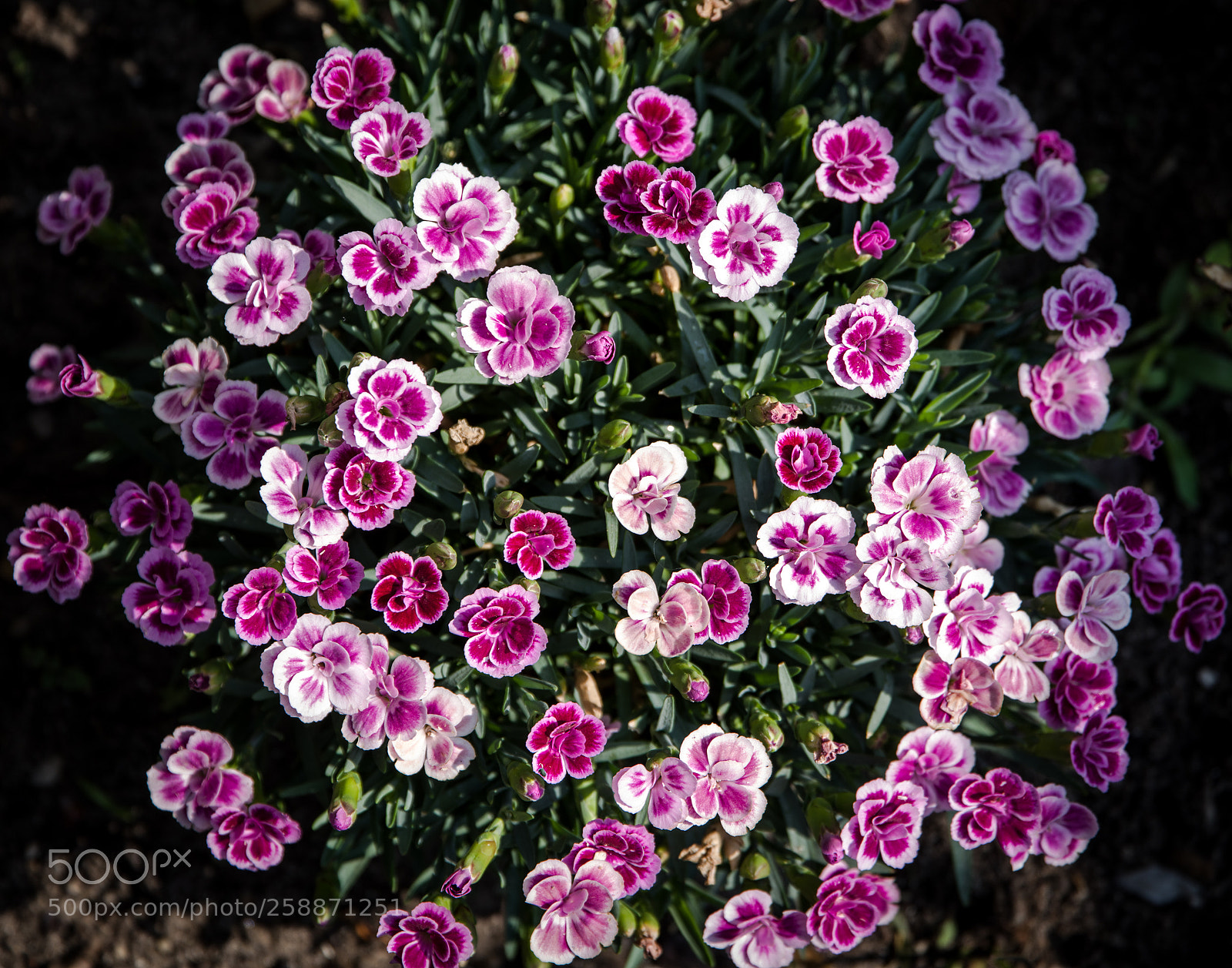 Pentax K-1 sample photo. Many pink flowers here photography