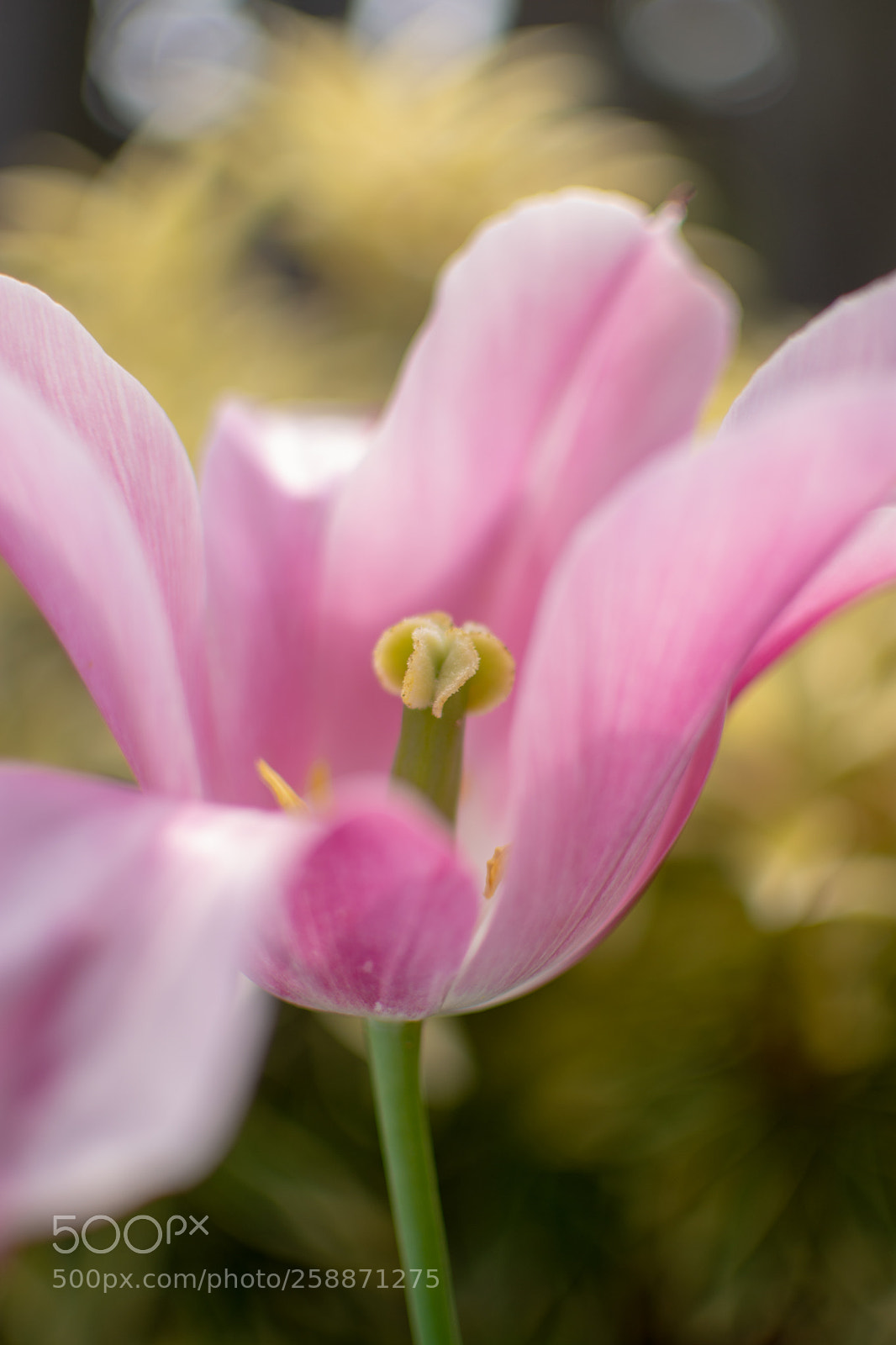 Nikon D7200 sample photo. Down at the bottom photography