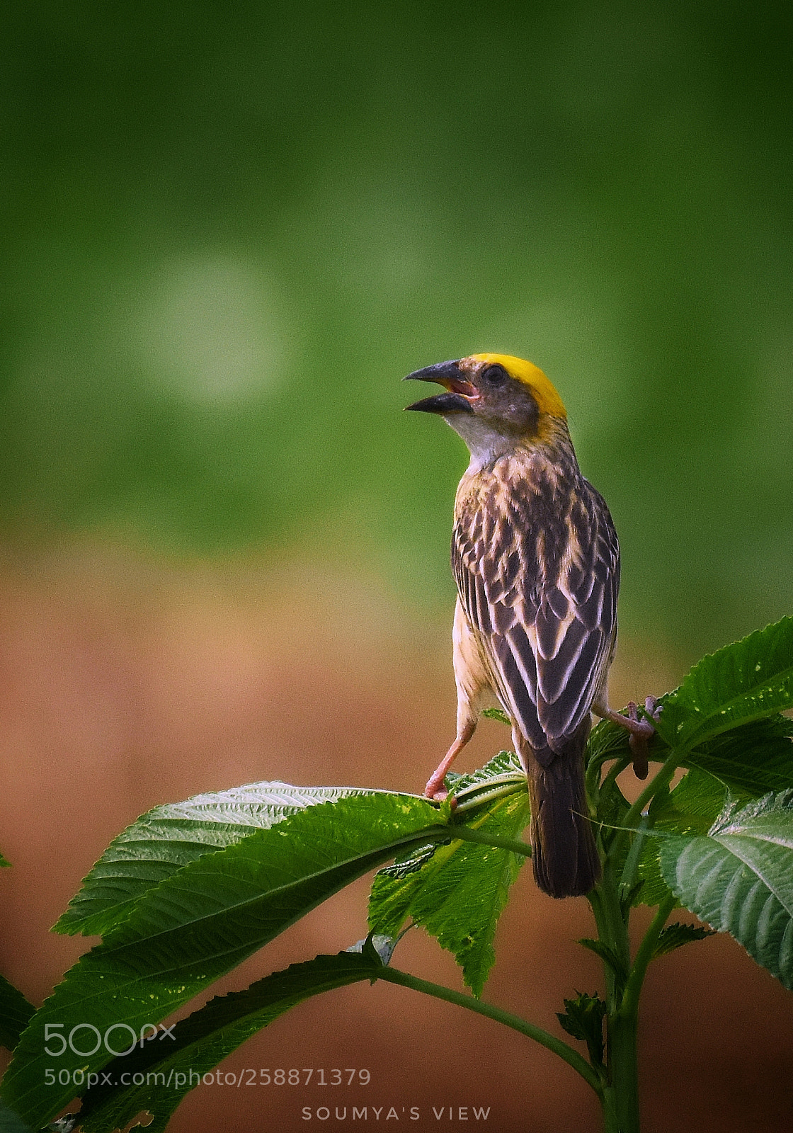 Nikon D7200 sample photo. Dream of a year photography
