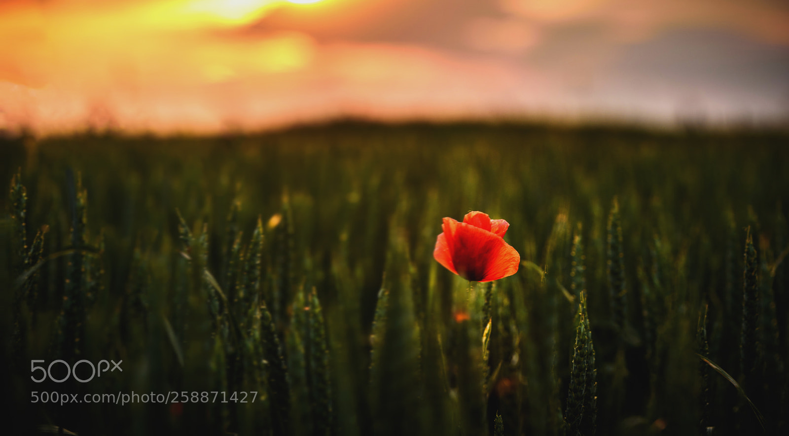 Nikon D750 sample photo. Red poppy photography
