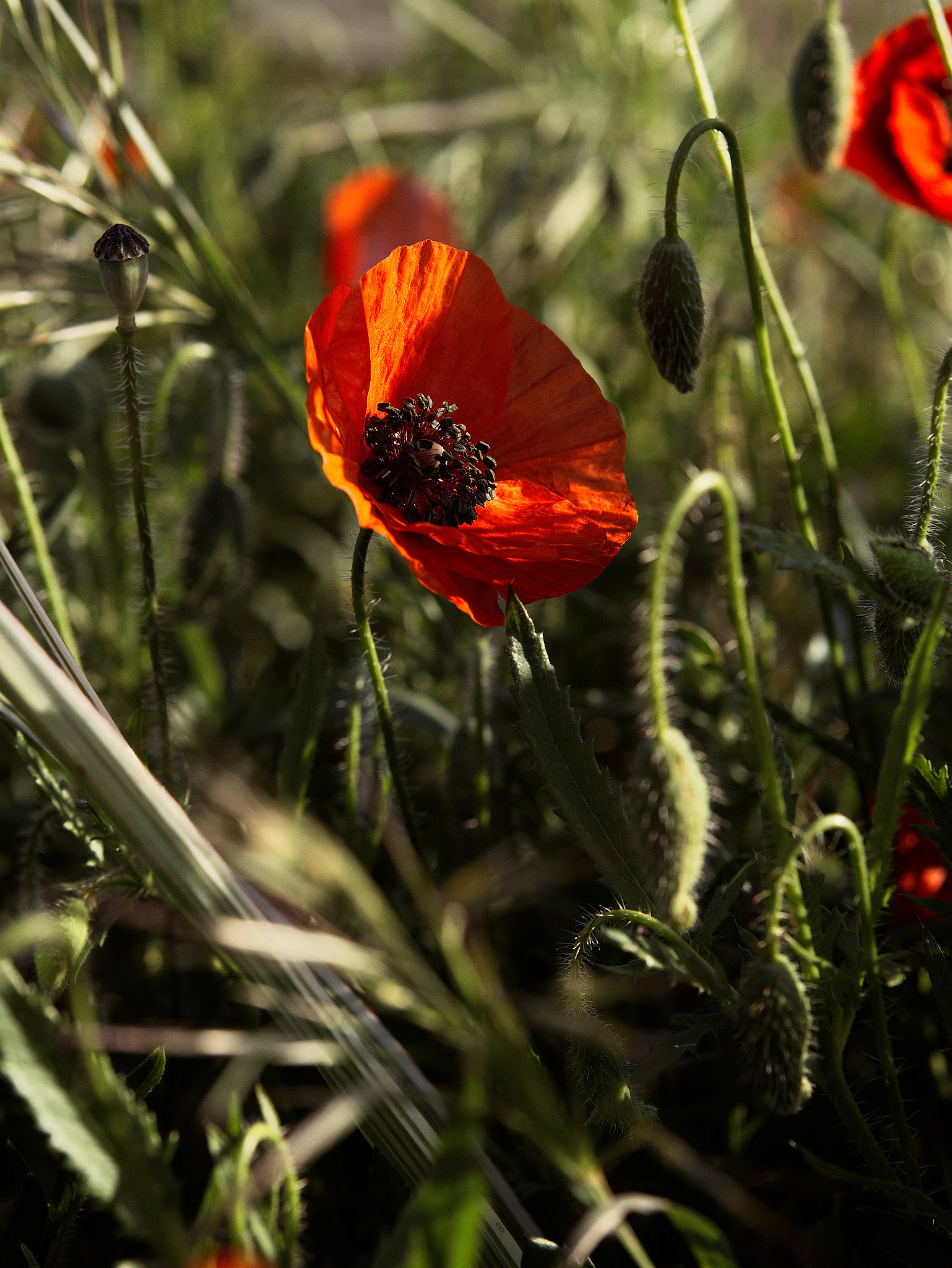 Panasonic Lumix DC-GX9 sample photo. Le printemps sur les parkings photography