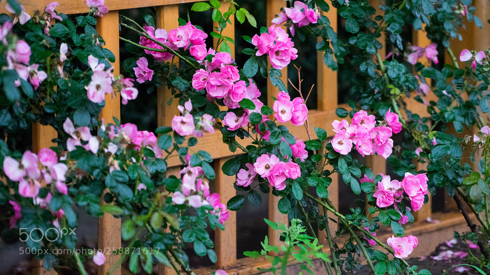 Sony a7 sample photo. Chinese rose photography