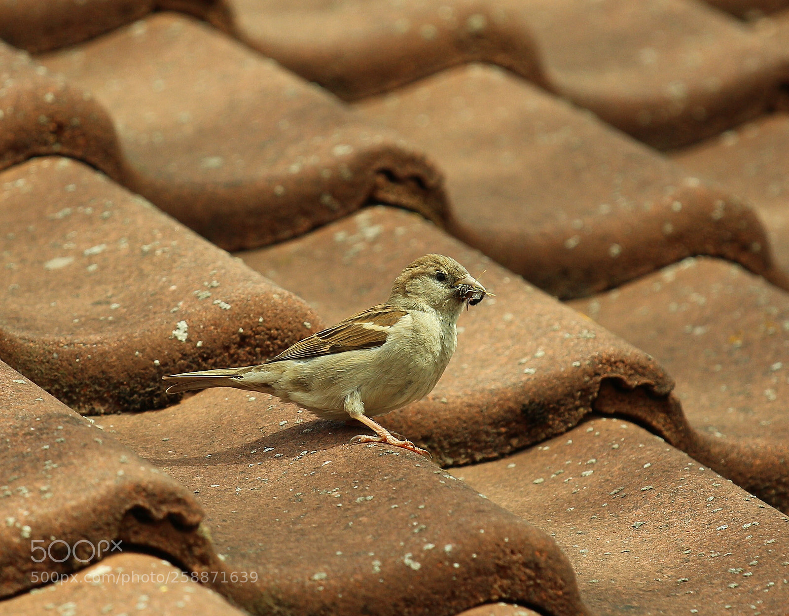Canon EOS 700D (EOS Rebel T5i / EOS Kiss X7i) sample photo. On the roof photography