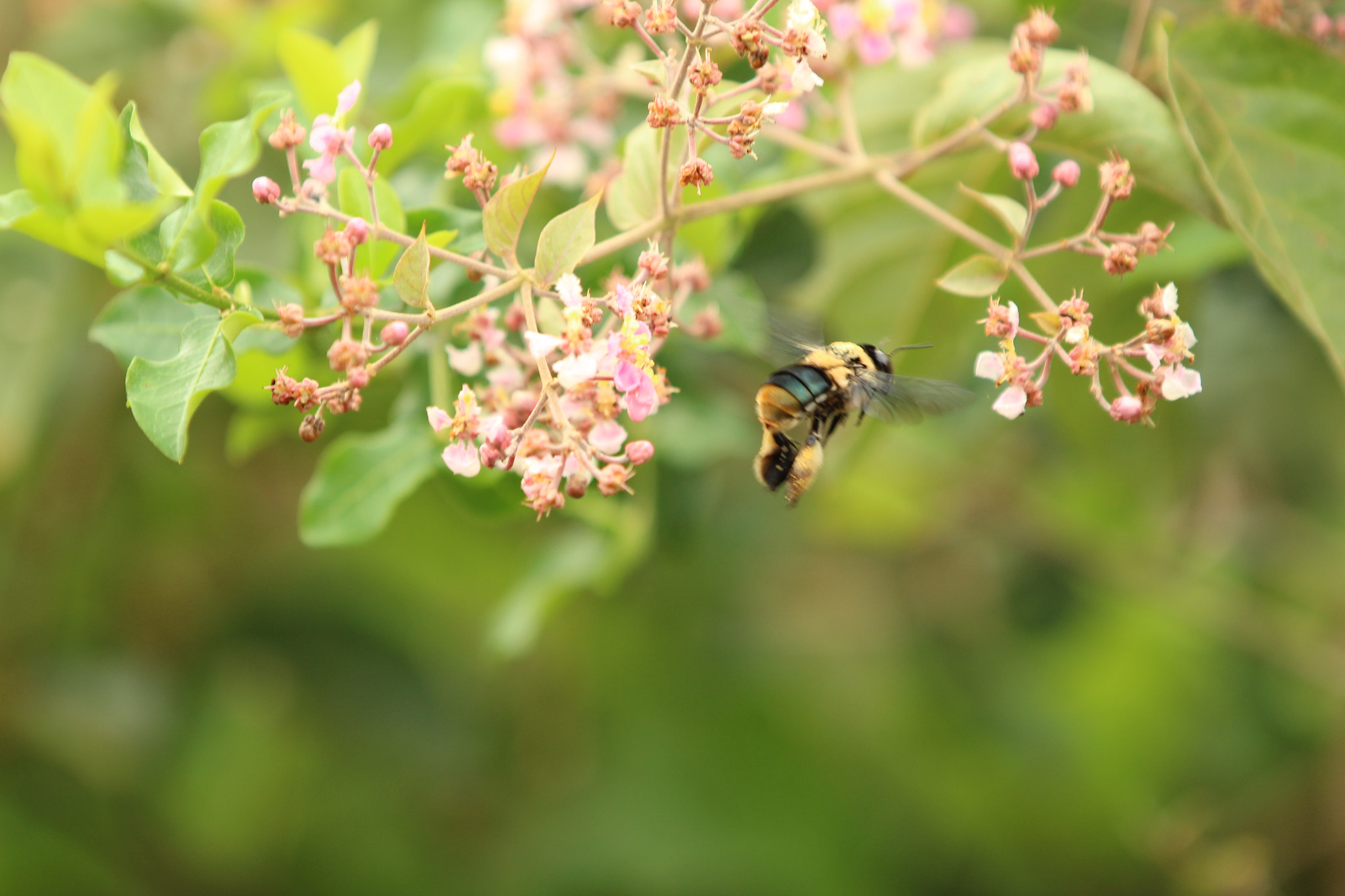 Canon EOS 1300D (EOS Rebel T6 / EOS Kiss X80) sample photo. Amazon giant bee photography