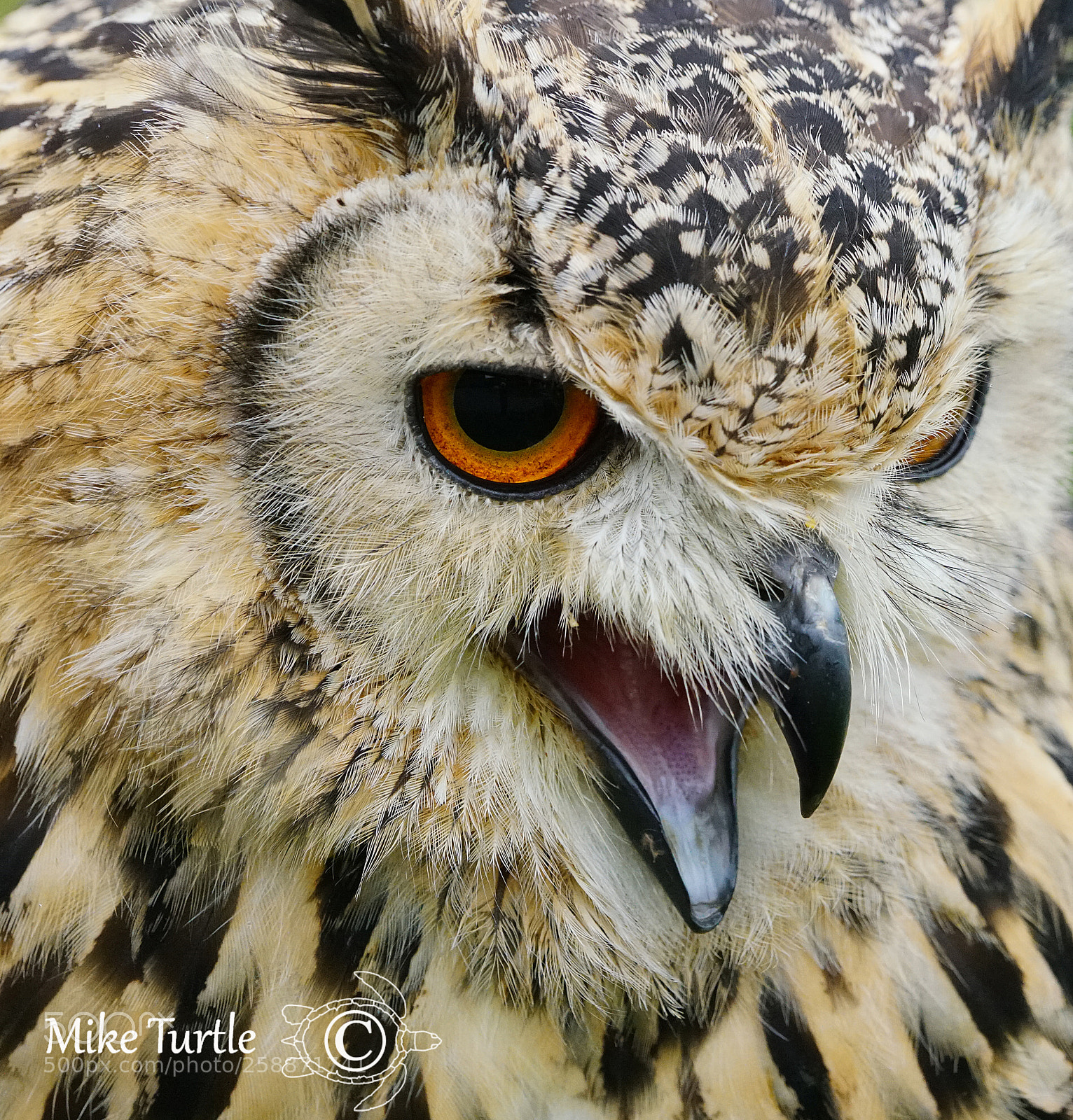 Sony a99 II sample photo. Eagle owl close up photography